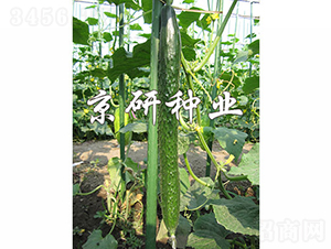 ��������-�S�ϷN��-���зN�I