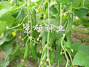 ��������13̖-�S�ϷN��-���зN�I