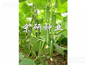 ��������9̖-�S�ϷN��-���зN�I