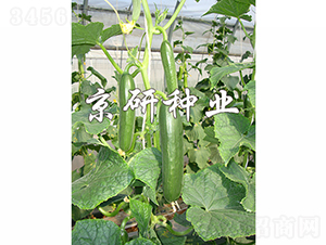 ��������8̖-�S�ϷN��-���зN�I