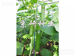 �G���`6̖-�S�ϷN��-���зN�I