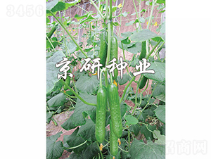 �G���`5̖-�S�ϷN��-���зN�I