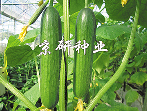 �G���`3̖-�S�ϷN��-���зN�I