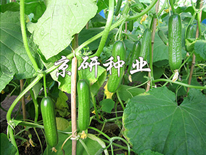 �G���`2̖-�S�ϷN��-���зN�I