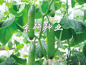 �G���`-�S�ϷN��-���зN�I