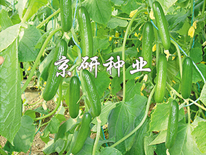 ��������6̖-�S�ϷN��-���зN�I