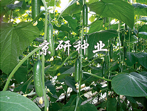 ��������5̖-�S�ϷN��-���зN�I