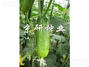 ���оG�ᭇ-�S�ϷN��-���зN�I