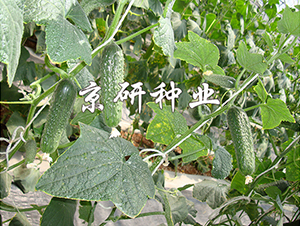 ������n�S��1590-�S�ϷN��-���зN�I