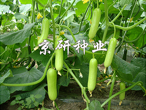 ��������156-�S�ϷN��-���зN�I