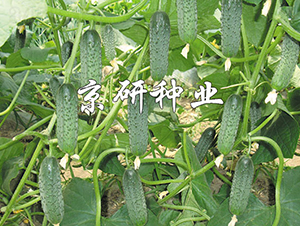 ������n��-�S�ϷN��-���зN�I