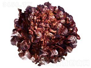 ��������-���˷N��-�����N�I