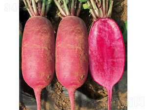 ����ϣ��18-�}���N��-�����N�I