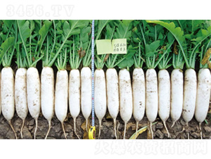 ����5̖-�}���N��-�����N�I