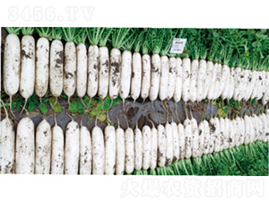 ����2̖-�}���N��-�����N�I