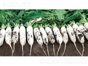 ��������3̖-�}���N��-�����N�I