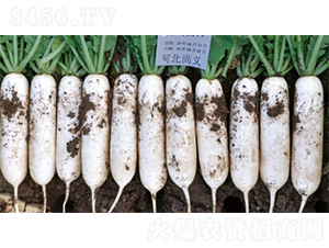 �����׎�-�}���N��-�����N�I