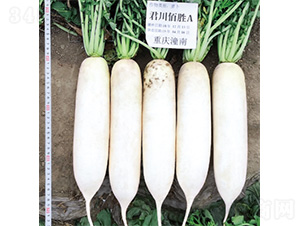 �����ۄ�A-�}���N��-�����N�I