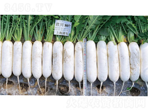 ����R807-�}���N��-�����N�I