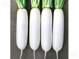 ����R806-�}���N��-�����N�I