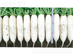 ����6̖-�}���N��-�����N�I