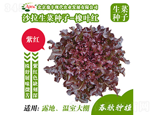 ���~�t-���˷N��-���S�r�I