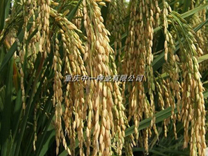 Q��5̖-ˮ���N��-���r�Ƽ�