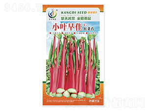 小葉早佳-菜薹種子-康地科技