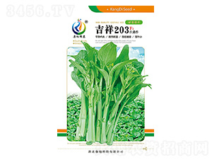 吉祥203-菜薹種子-康地科技