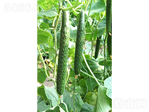 �f�_C19-�S�ϷN��-�͝��r�I