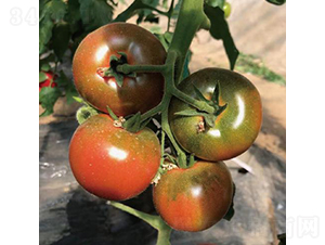 ��ݮ����-���ѷN��-�͝��r�I