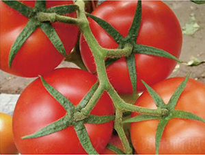 ����˹-���ѷN��-�͝��r�I