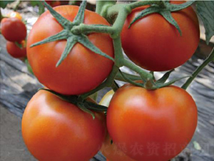 ˼ؐ��-���ѷN��-�͝��r�I