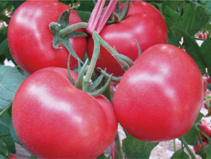 �hķ��̖-���ѷN��-�͝��r�I