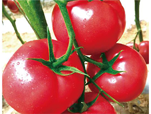 �hķ099-���ѷN��-�͝��r�I