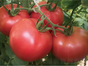 ̩��509-���ѷN��-�͝��r�I