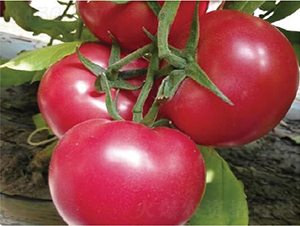 �hķ091-���ѷN��-�͝��r�I