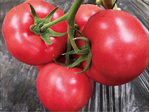 �hķ095-���ѷN��-�͝��r�I