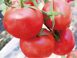 �hķ1313-���ѷN��-�͝��r�I