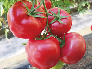 ������2137-���ѷN��-�͝��r�I