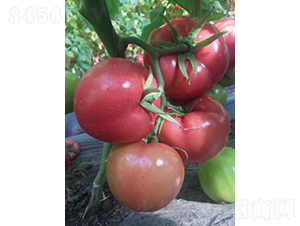 �hķ059-���ѷN��-�͝��r�I