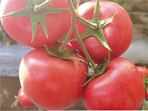 �hķ1391-���ѷN��-�͝��r�I