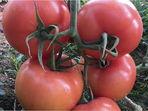 ̩��508-���ѷN��-�͝��r�I