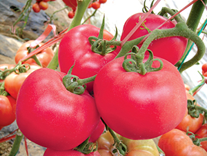 漢姆五號(hào)-番茄種子-和潤(rùn)農(nóng)業(yè)