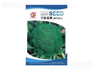 花菜種子-蘭色金典-邯豐農(nóng)業(yè)