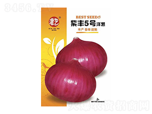 洋蔥種子-紫豐5號洋蔥-邯豐農(nóng)業(yè)