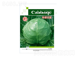甘藍種子-冬麗甘藍-邯豐農(nóng)業(yè)