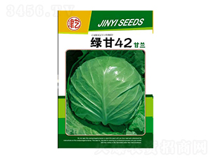 甘藍種子-綠甘42-邯豐農(nóng)業(yè)