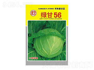 甘藍種子-綠甘56-邯豐農(nóng)業(yè)