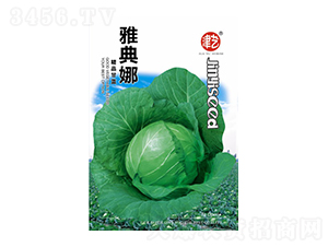 甘藍種子-雅典娜-邯豐農(nóng)業(yè)